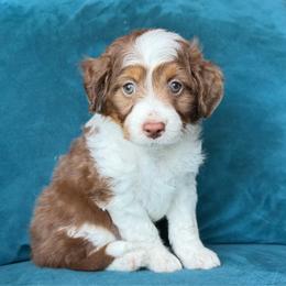 Zoey (teal) - Red tri-color female Aussiedoodle puppy in Watertown, Wisconsin from Little Bear Paws Aussiedoodles