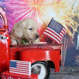Theodore - Cream male Dachshund puppy in Pace, Florida from Shoebox Doxie’s
