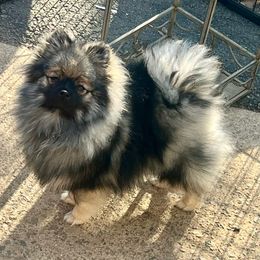 Syren - Pomeranian