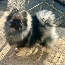 Syren - Pomeranian