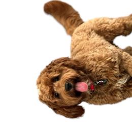 Bernedoodles, Goldendoodles, Poodles, and Sheepadoodles from Kerr Kanine Ranch