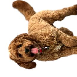 Bernedoodles, Goldendoodles, Poodles, and Sheepadoodles from Kerr Kanine Ranch