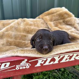 Frappe - Chocolate female Labradoodle puppy in Batesville, Arkansas from Morris Farmyard