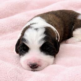 Light Pink female - Red and white female Saint Bernard puppy in Albany, Georgia from Magnolia Saint Bernards