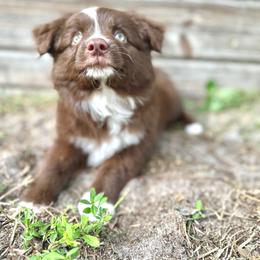 Sadie - Red tri female Miniature Australian Shepherd puppy in Saint Cloud, Florida from Dirty Paws