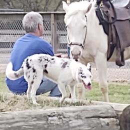 Border Collie All Grown Up from Mccurry Farms