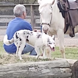 Border Collie All Grown Up from Mccurry Farms