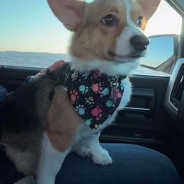 Pembroke Welsh Corgi Puppies from LTT Corgis