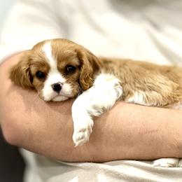 Cavalier King Charles Spaniel Puppies from Hill country cavaliers
