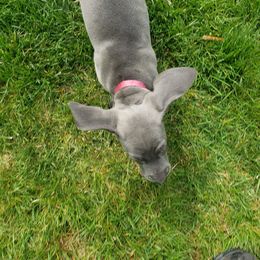 Weimaraner Puppies from Miller's Weimaraners