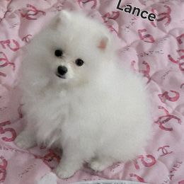 Lance - Cream male Pomeranian puppy in Paw Paw, Michigan from Fairy Tale Poms & English Toy Spaniels