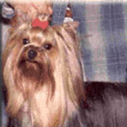 Yorkshire Terriers from Becker Thomas's Yorkshire Terriers