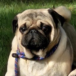 Pugs from Swift Pigd