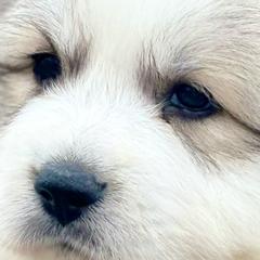 Girl 3 - Great Pyrenees puppy in Nashville, Tennessee from Storybook Tails Farm