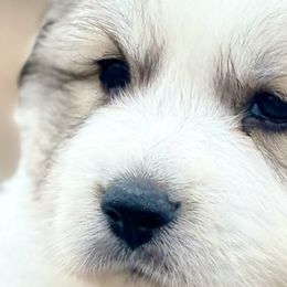 Girl 3 - Great Pyrenees puppy in Nashville, Tennessee from Storybook Tails Farm