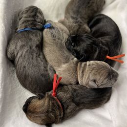Cane Corso Puppies from Valyrian Cane Corsos