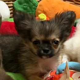 Marcus - Black sabled fawn male Chihuahua puppy in Williamsburg, Virginia from PAWSitive Cheeky Chihuahuas