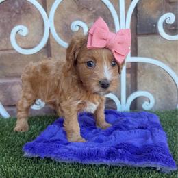 Bisbee - Red female Cavapoo puppy in Central, Arizona from Desert Valley Doodles