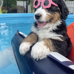 Bernedoodle and Goldendoodle Puppies from Apricot Roots Doodles