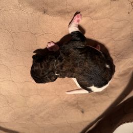 Boy 2 brindle parti - Parti male Poodle puppy in Maryland from Hernwood Heelers & Poodles