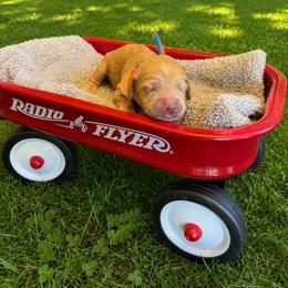Jasper - Red  male Goldendoodle puppy in Boise, Idaho from Goldendoodle Baby