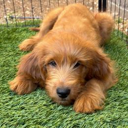 Chanel - Red  female Goldendoodle puppy in Las Vegas, Nevada from Puppies of the West