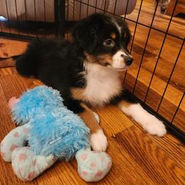 Moonie girl - Black tri female Miniature Australian Shepherd puppy in Hampton, Tennessee from TC Farms Stock Dogs - Miniature Australian Shepherds