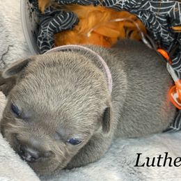 French Bulldog Puppies from Fabled Frenchies