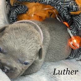 French Bulldog Puppies from Fabled Frenchies