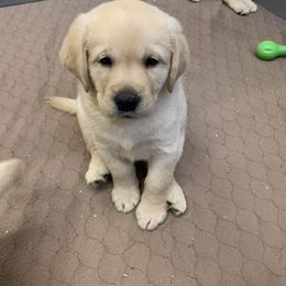 Labrador Retriever Puppies from Red Brush Labs