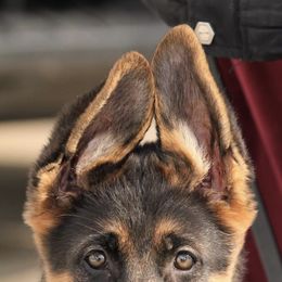 German Shepherds from CharMars German Shepherds