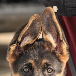 German Shepherds from CharMars German Shepherds