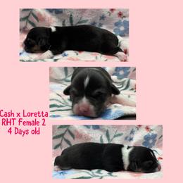 RHT Fem 2 - Black and tan female Pembroke Welsh Corgi puppy in Stephenville, Texas from Rising JM Pembrokes