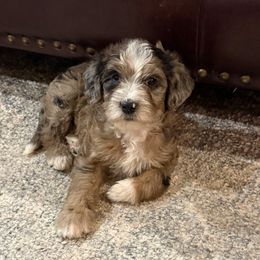 Rose (Snow White's Rose) - Chocolate merle female Bernedoodle puppy in Churchill County Fallon, Nevada from Card Family Ranch
