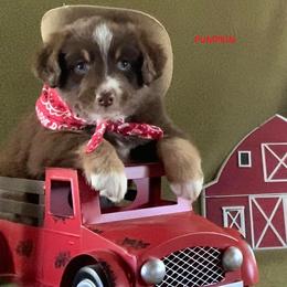 Australian Shepherds from Blackman’s Standard Aussies
