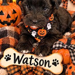 Watson - Parti male Miniature Schnauzer puppy in Carriere, Mississippi from Sassy Schnauzers