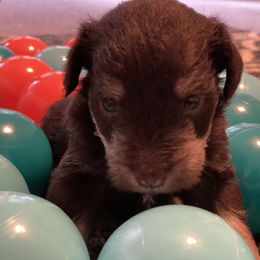 Miniature Schnauzer Puppies from Booms baby
