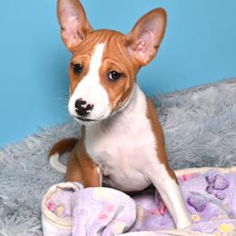 Ruby...Red female, 1 - Red and white female Basenji puppy in Eugene, Oregon from Basenji Puppies