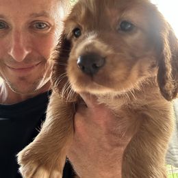 Red - Red male English Cocker Spaniel puppy in Bainbridge, Georgia from Chapman Bird Dogs