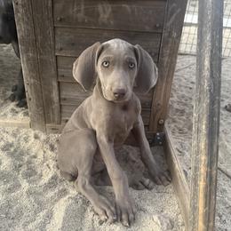 Weimaraner Puppies from Kennedy Weimaraners