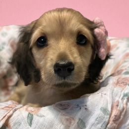 Girl 1 - Cream Dachshund puppy in Murfreesboro, Tennessee from Kimbrie's Dream Cream Doxies