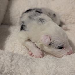 Pearl - White and blue merle female Border Collie puppy in Linton, Indiana from Kraken Border Collies