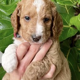 Goldendoodles from Wasatch Mini Doodles