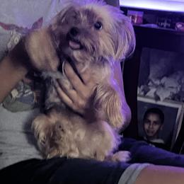Bear - Yorkshire Terrier