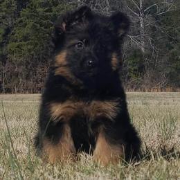 Green Collar - Male - Black and red male German Shepherd puppy in Charlotte, North Carolina from Zuflucht K9s