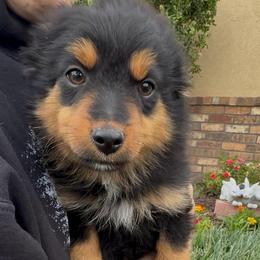 Shadow - Black tri male Toy Australian Shepherd puppy in Amarillo, Texas from Duclops Ranch Aussies