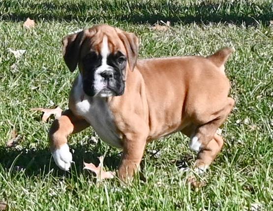 Boston Terriers, Boxers, and French Bulldogs from Azaleas Euro Boxers & Boston Terriers