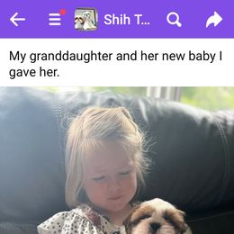 Shih Tzu Puppies from Delight Shihtzu