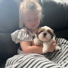 Shih Tzu Puppies from Delight Shihtzu