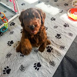 Goldendoodle Puppies from Lundee Doodles